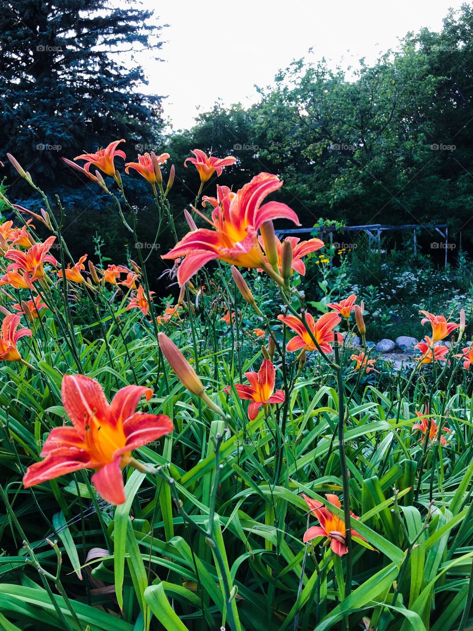 Wild flower field