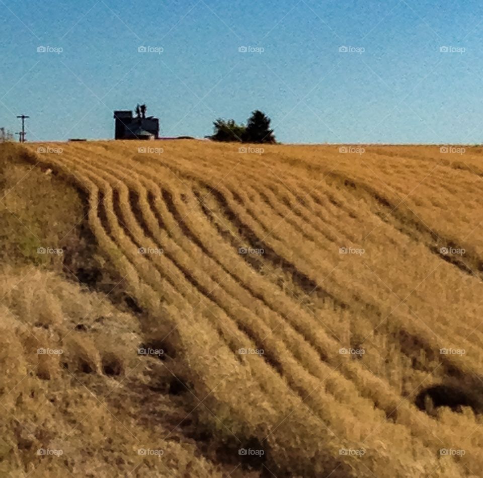 Wheat fields