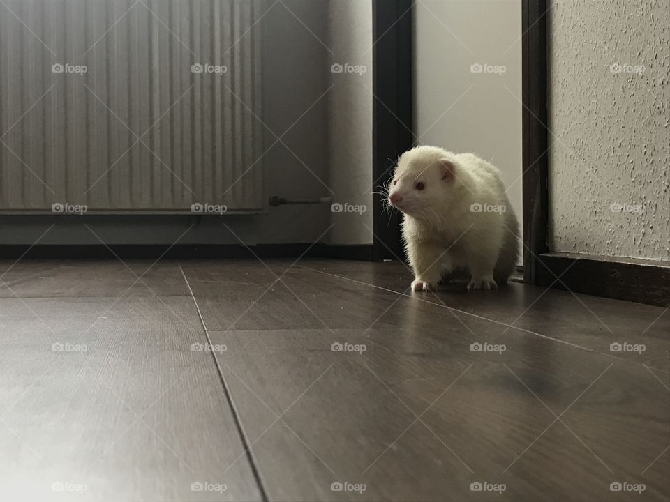 Albino Ferret