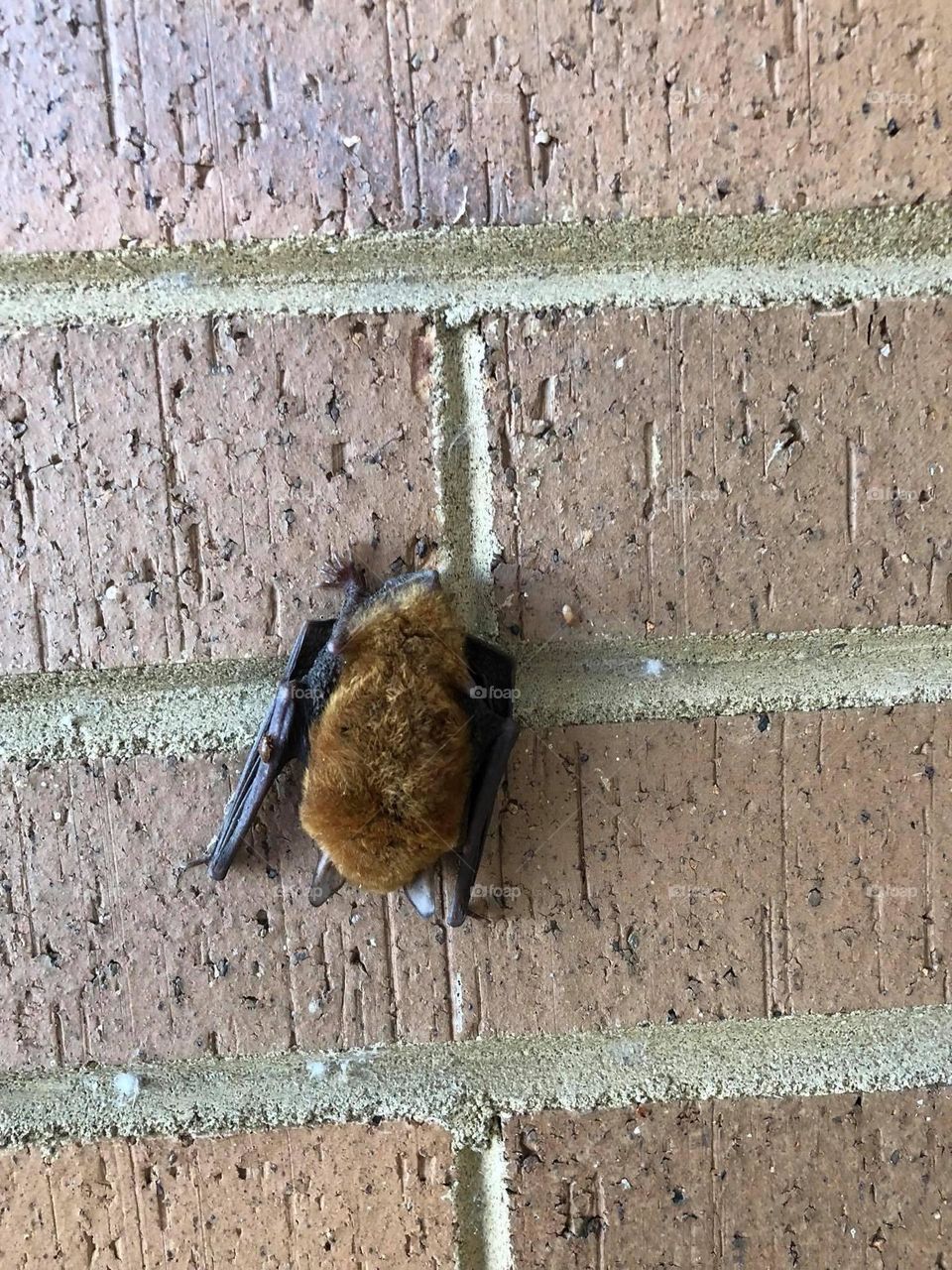 Bat on a Wall