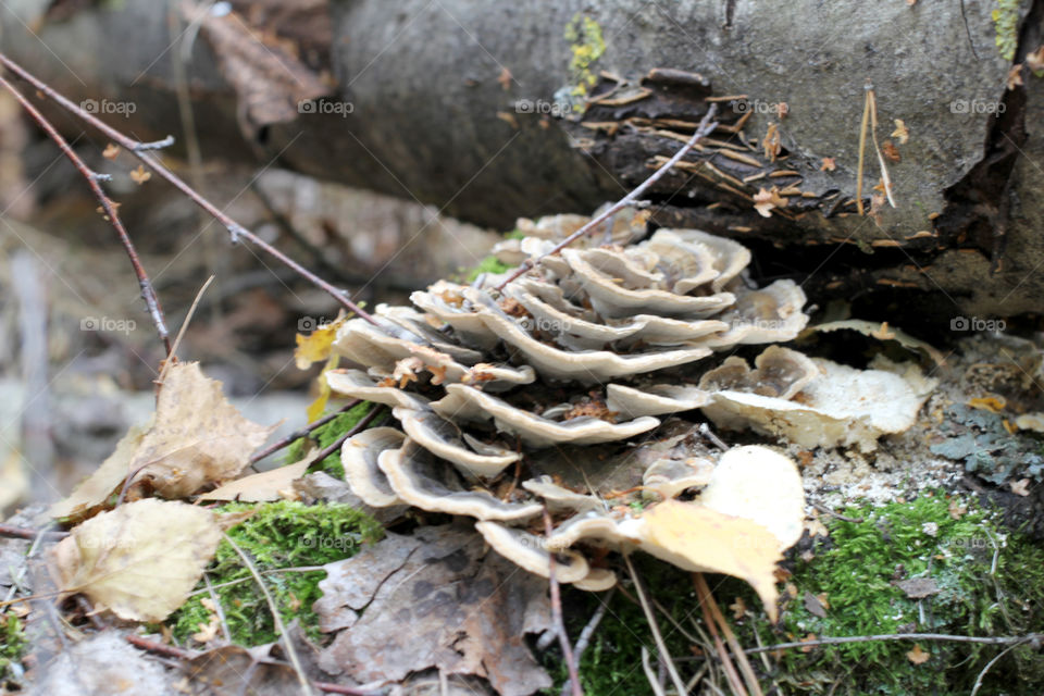 Forest, nature, mushrooms, trees, landscape