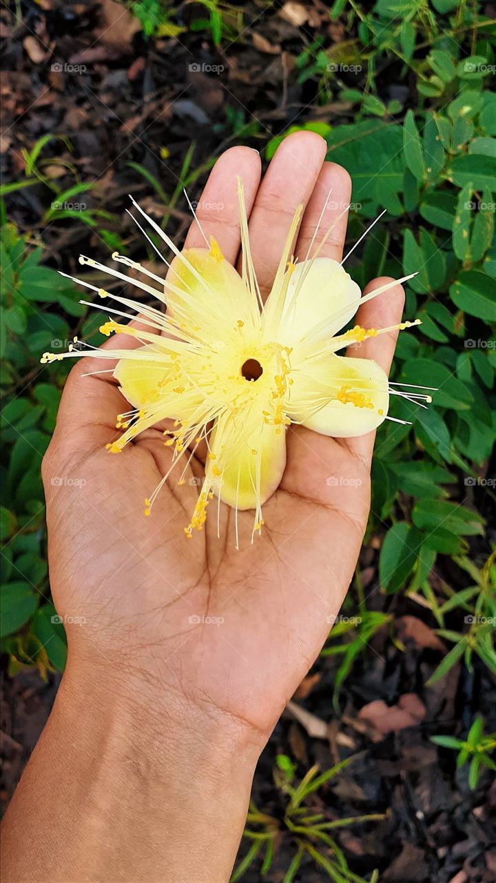 Flor de pequi na mão