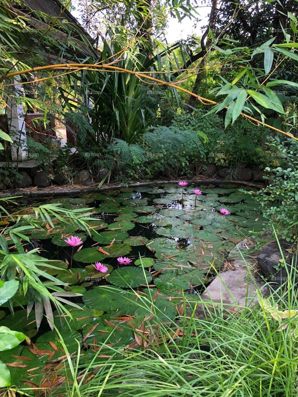 Lily Pond