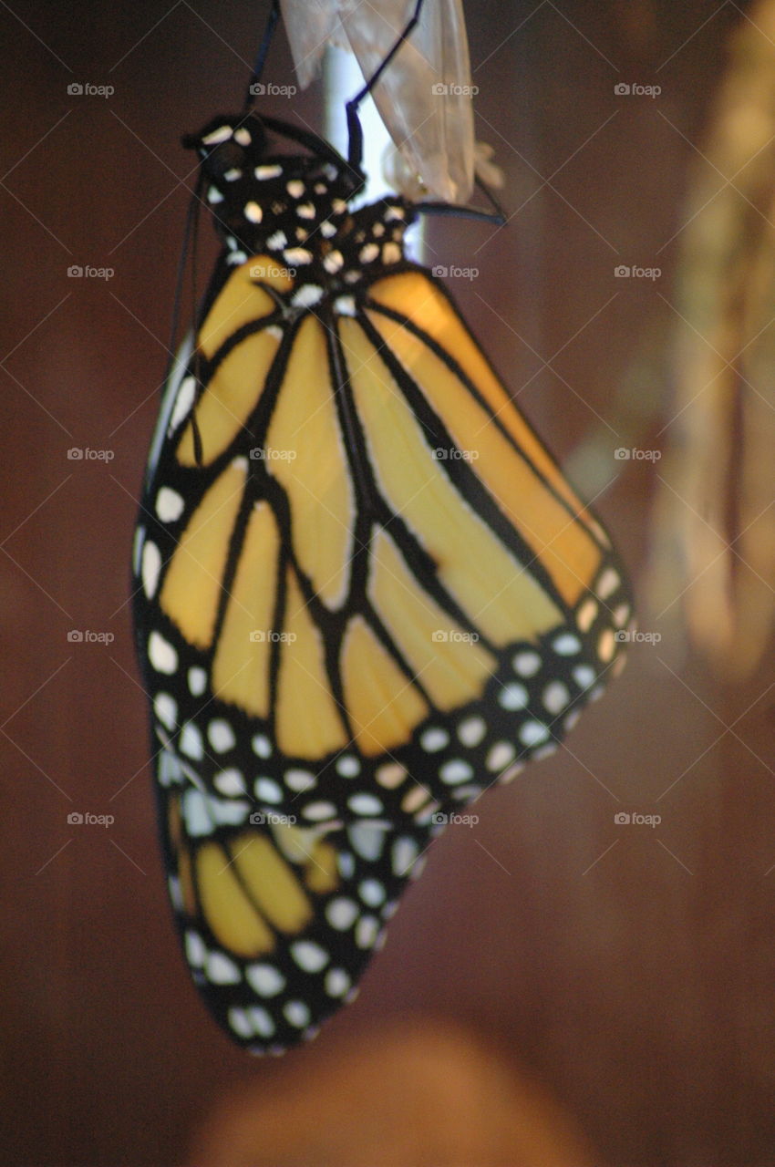 monarch