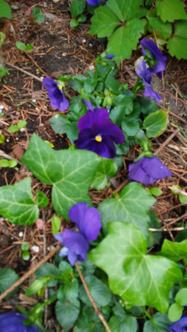 spring. flowers. beauty