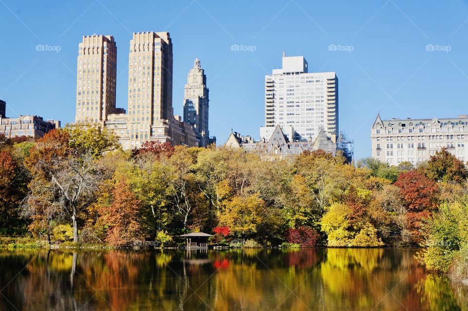 Fall foliage on the lake in Central Park. A light show of vibrant red, gold, yellow, orange, and bronze against the beautiful city skyline. 