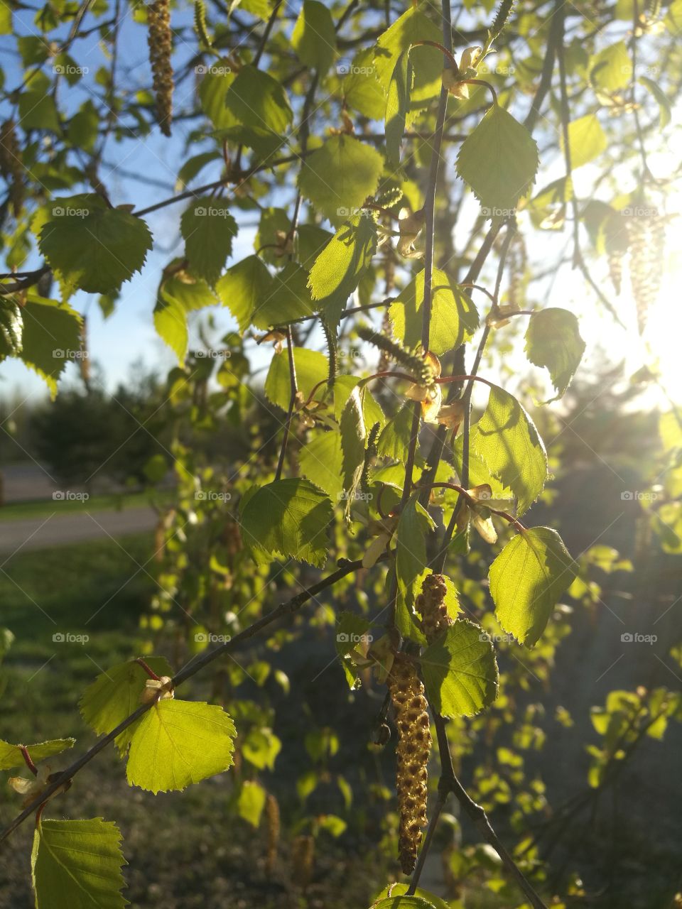 Sun through fresh green birch leaves