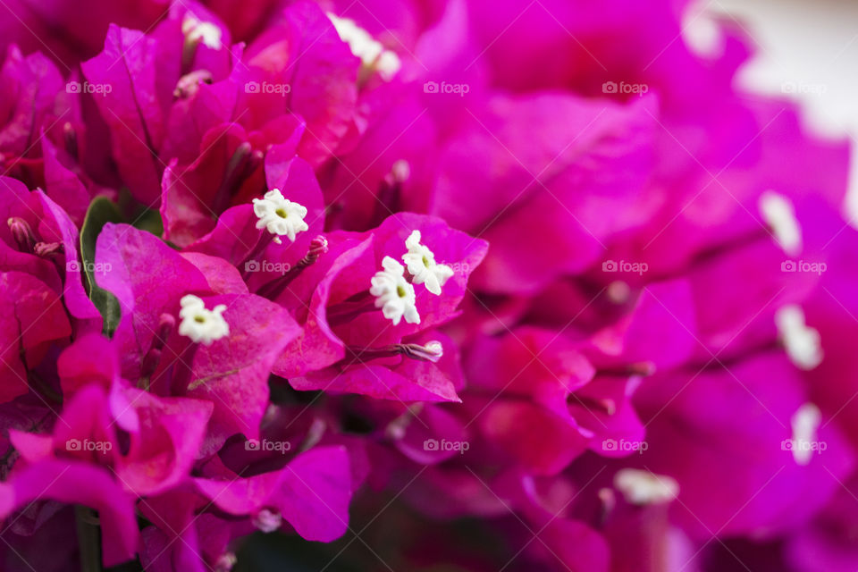 Amazingly beautiful pink Bougainvillea flowers