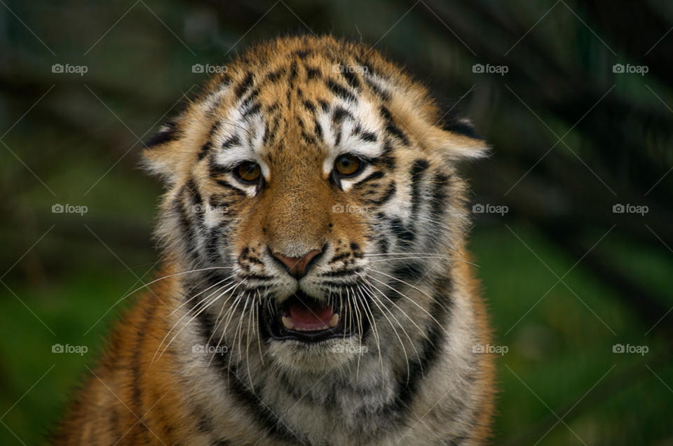 Cat, Wildlife, Mammal, Predator, Tiger