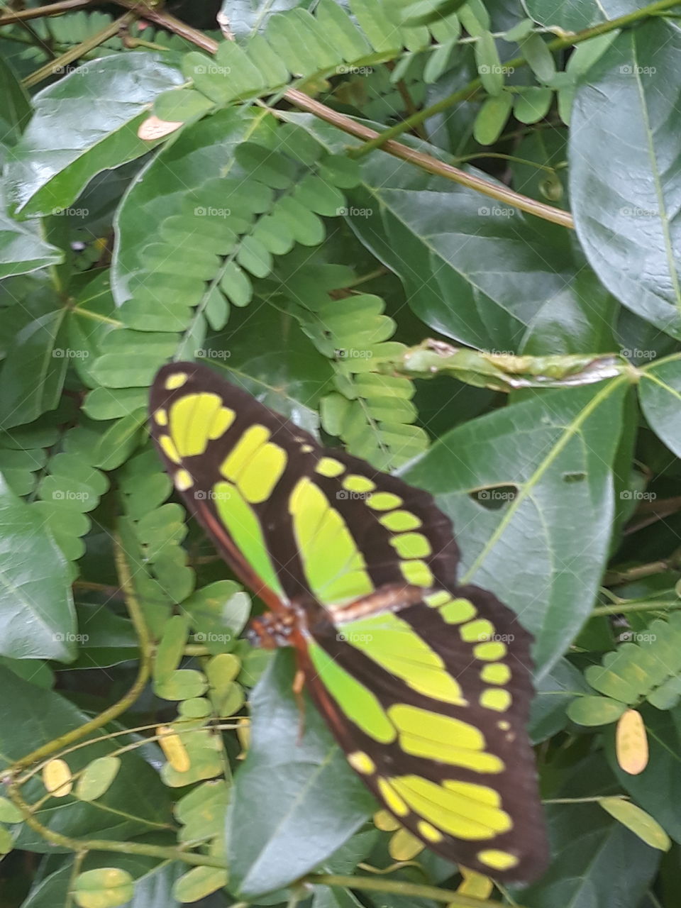 green Black butterfly