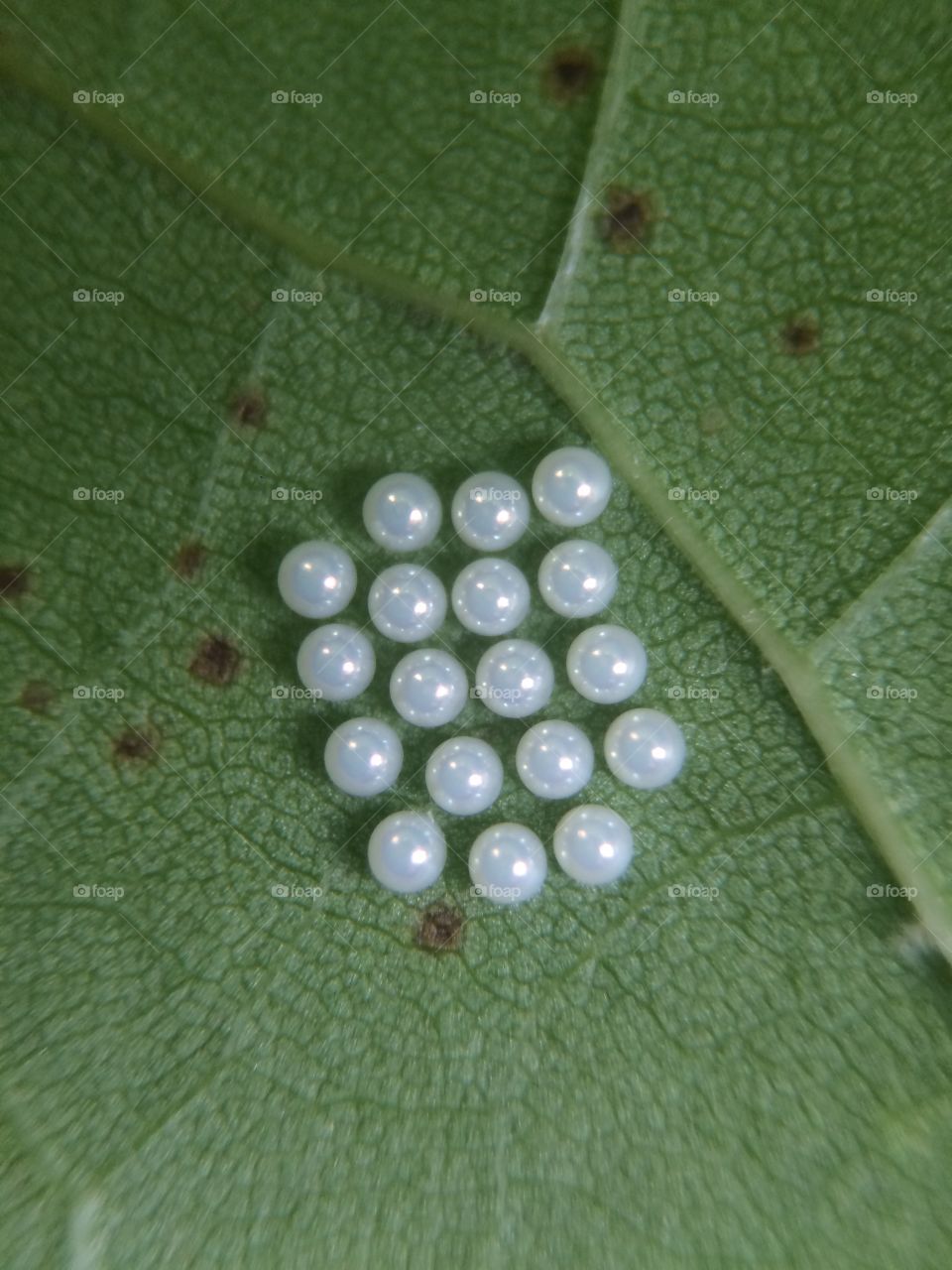 Insect Eggs