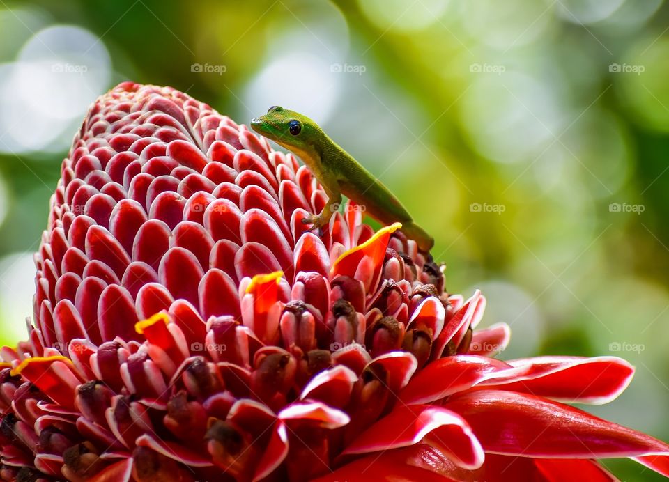 A gecko climbing a beautiful torch ginger bloom