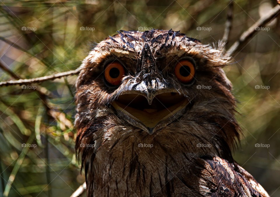  Tawny frogmouth