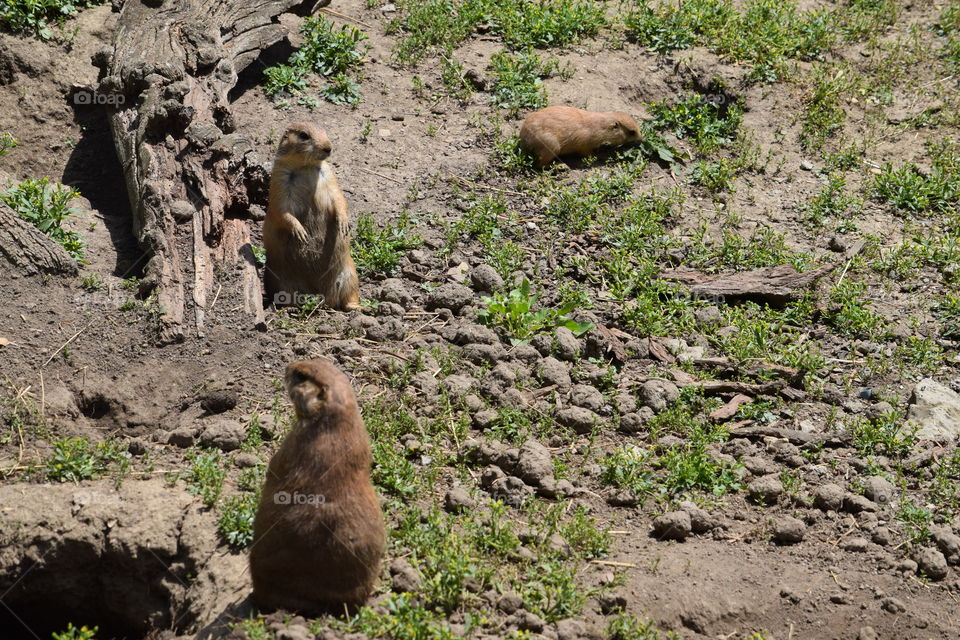family of prairie dogs