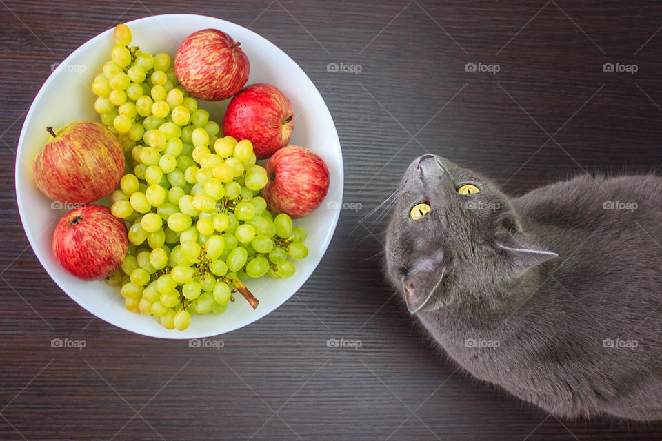 High angle view of fruit plate with cat