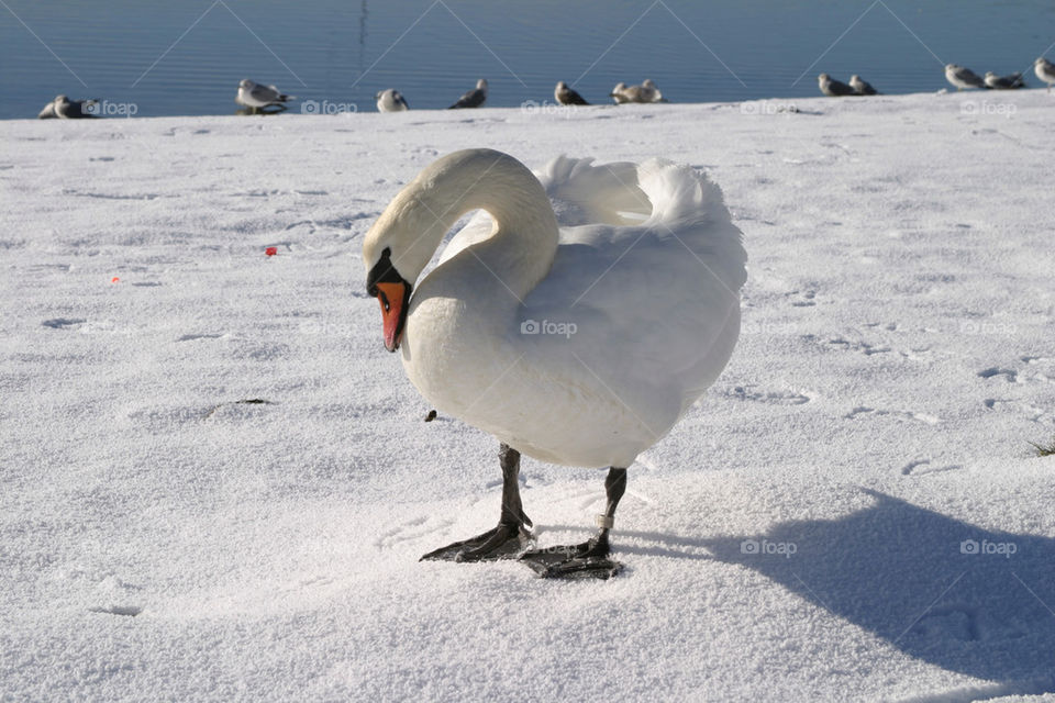 Swan standing on snow.