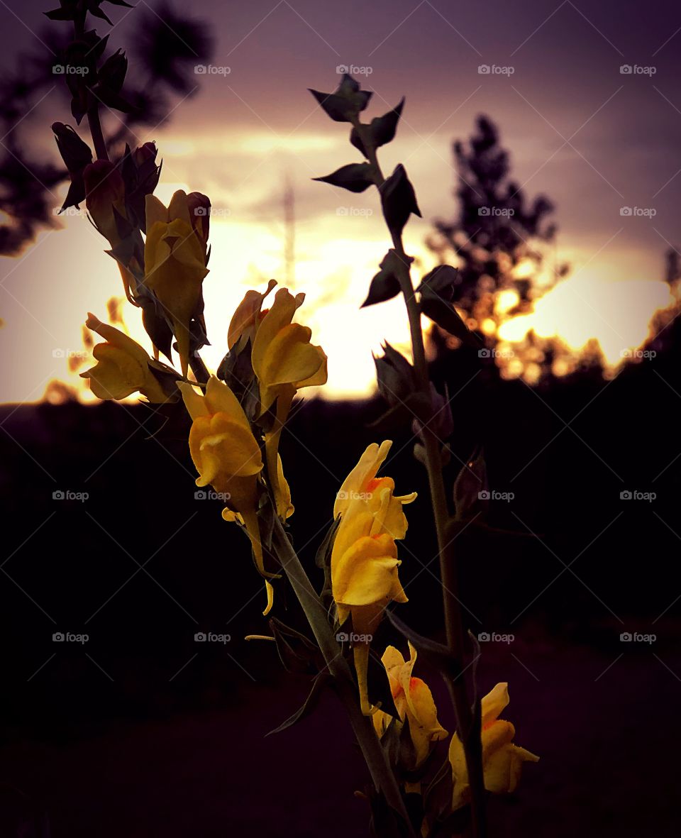 Sunset through yellow flowers 