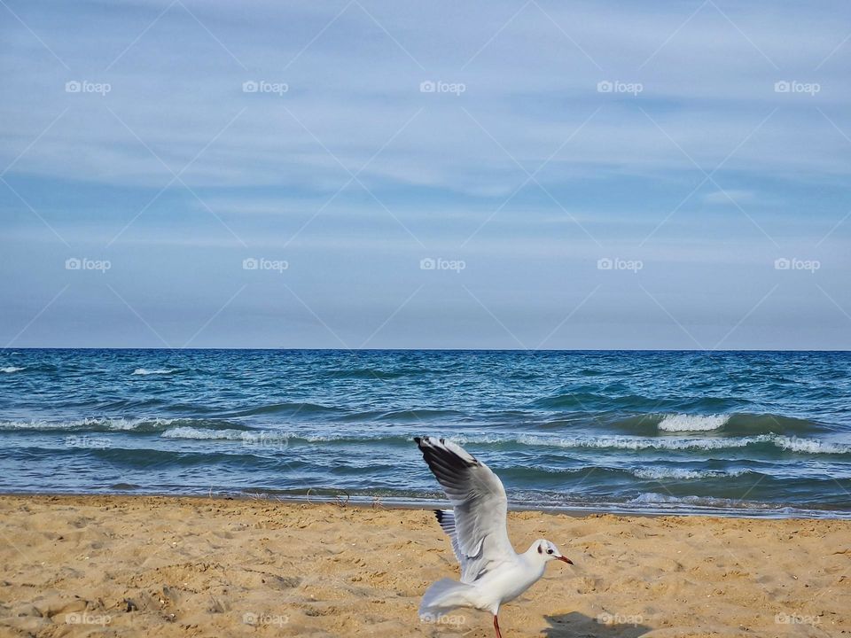 seagull lands on the beach