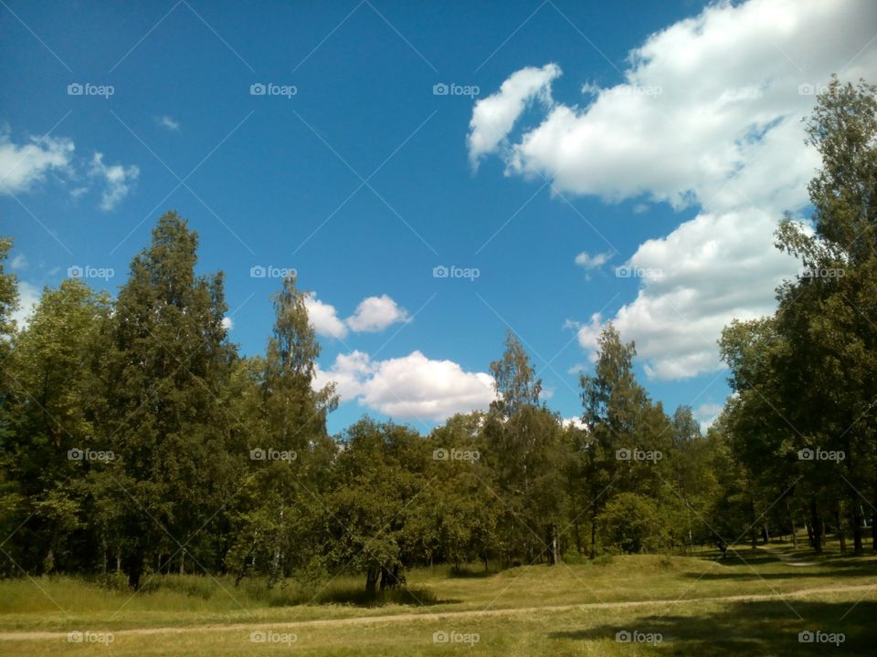 Tree, Nature, Landscape, No Person, Outdoors