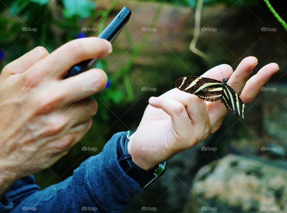 Unknown hands taking picture of a butterfly