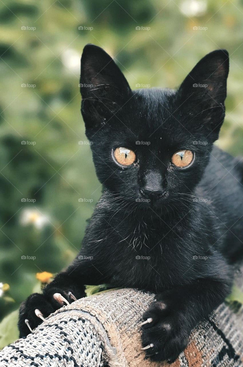 Bombay Cat on the Fence