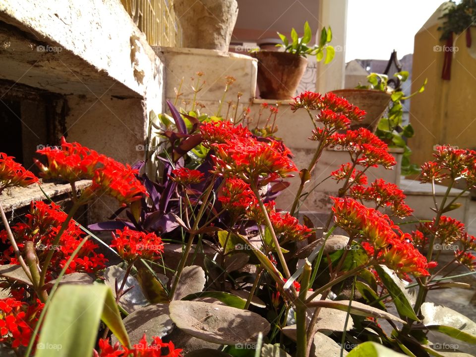 Red Flower