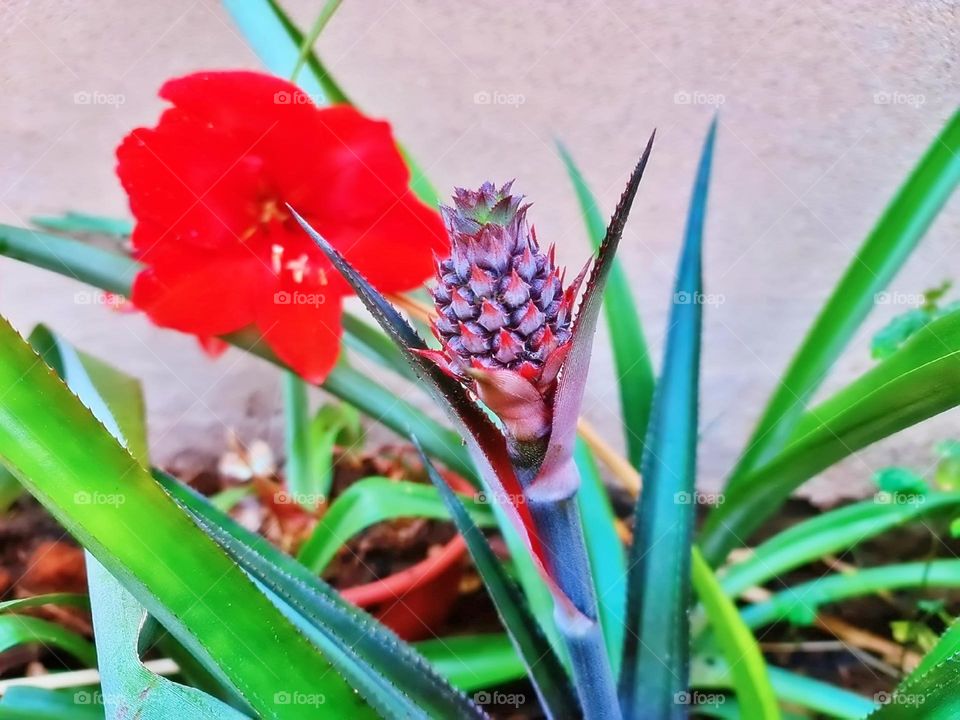 textile peony boho elegant branch season classic collection element colorful luxury paint beautiful tropical frame artistic wild holiday greenery exotic botany foliage romantic beauty petal rose decor flora natural ornament flower floral summer sprin