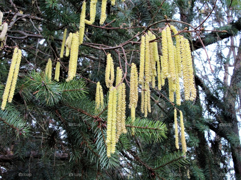pollen dispersal for hazelnut