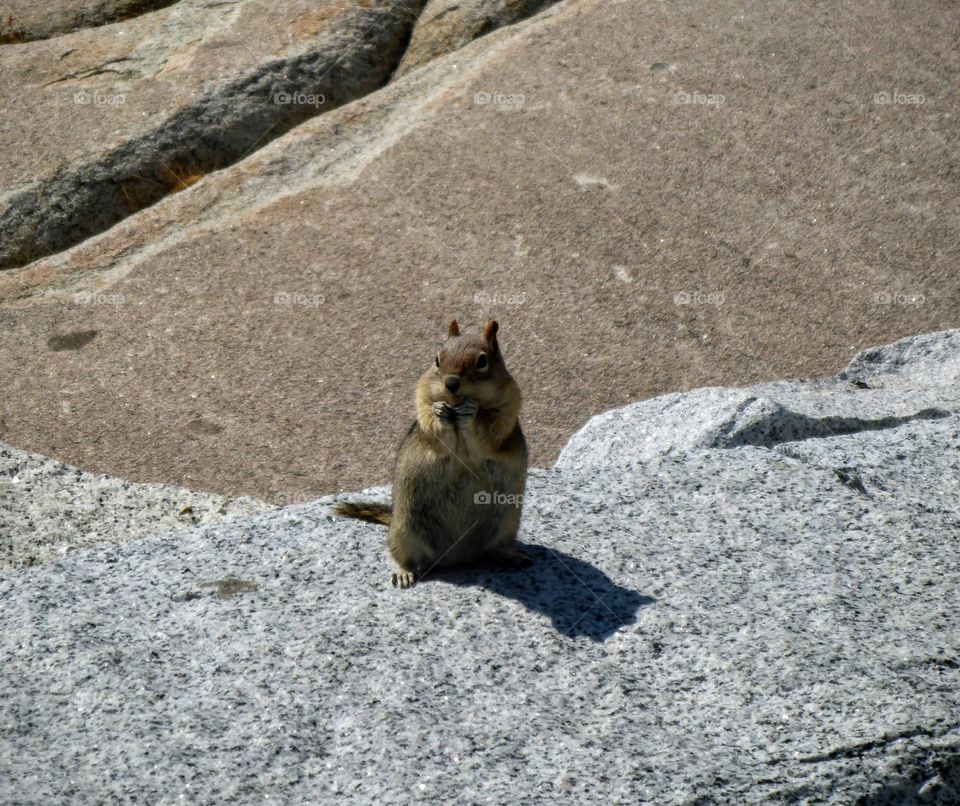 Yosemite squirrel