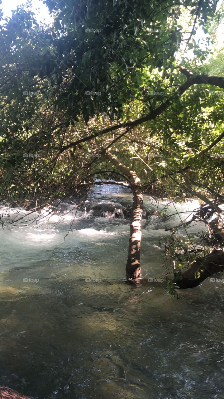 A tree stuck in a beautiful river 