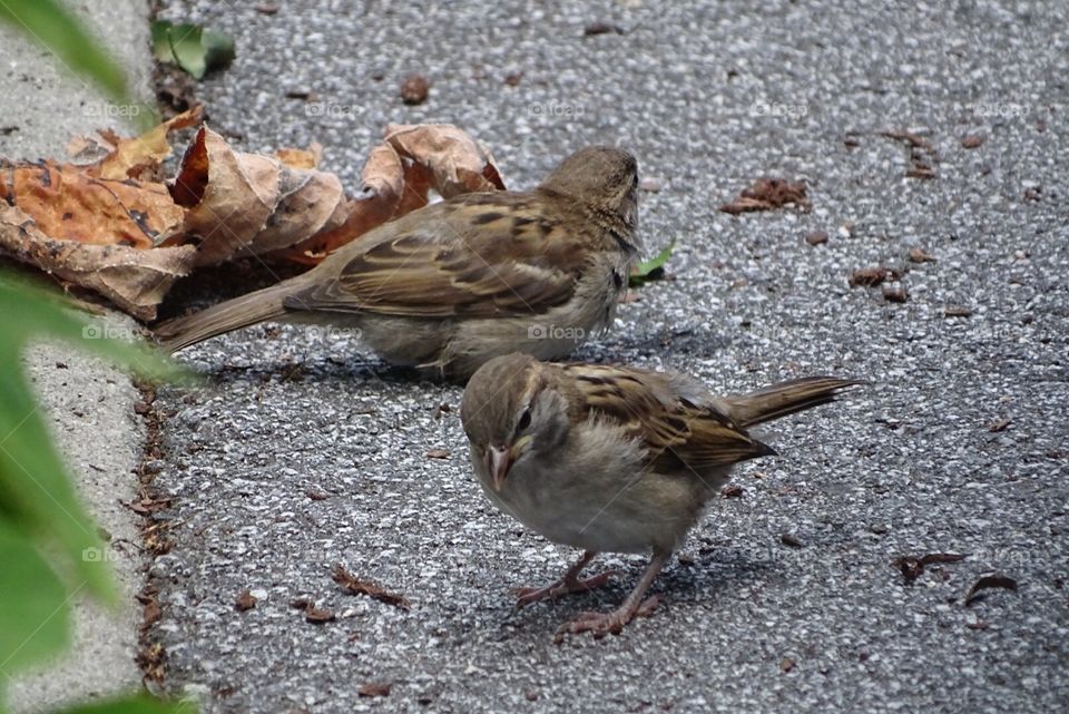 Sparrows in a city street 