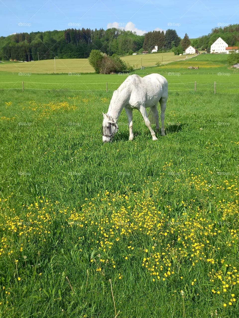 A Horse in Bavarian Meadow in Spring
