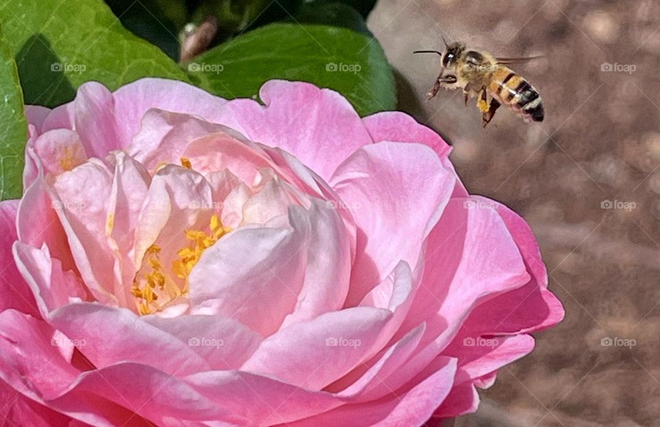 European honey bee flying towards a pink camellia flower.