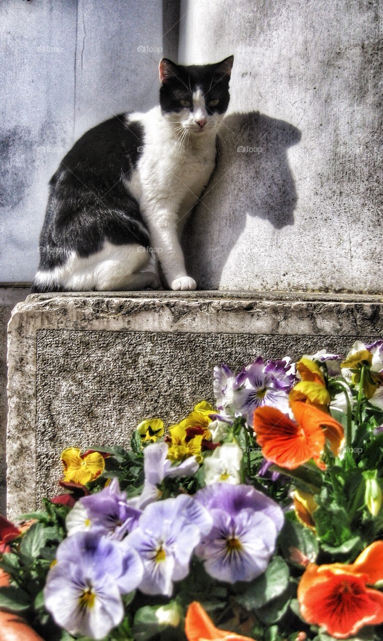 Italian cat