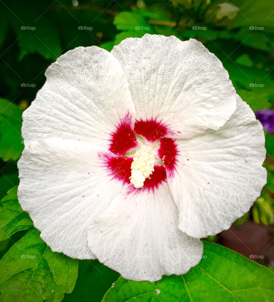 Rose in Sharon hibiscus—taken in Dyer, Indiana 