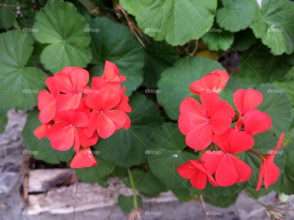 Red geraniuns