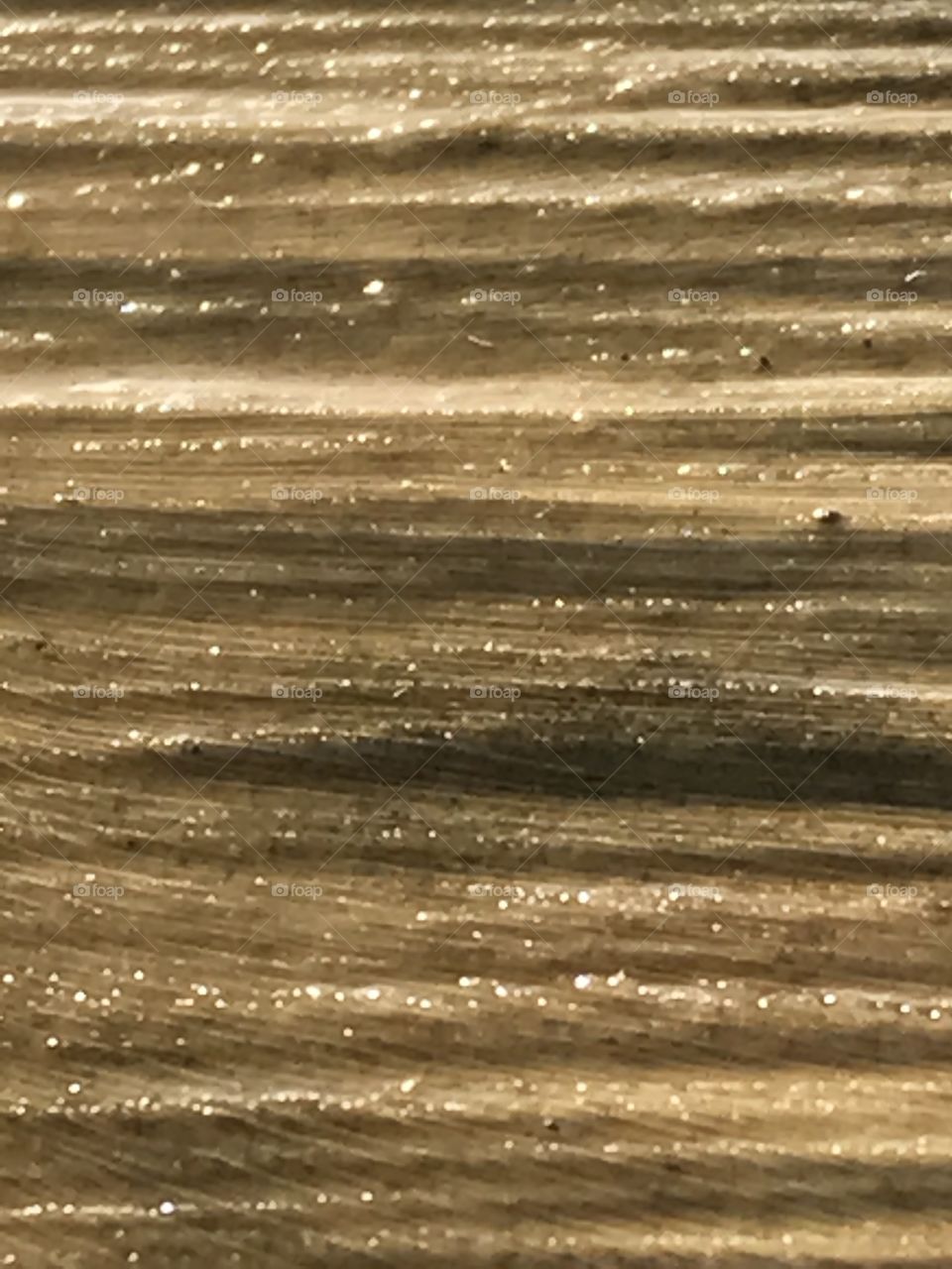 Shimmering Wet Tree Wood