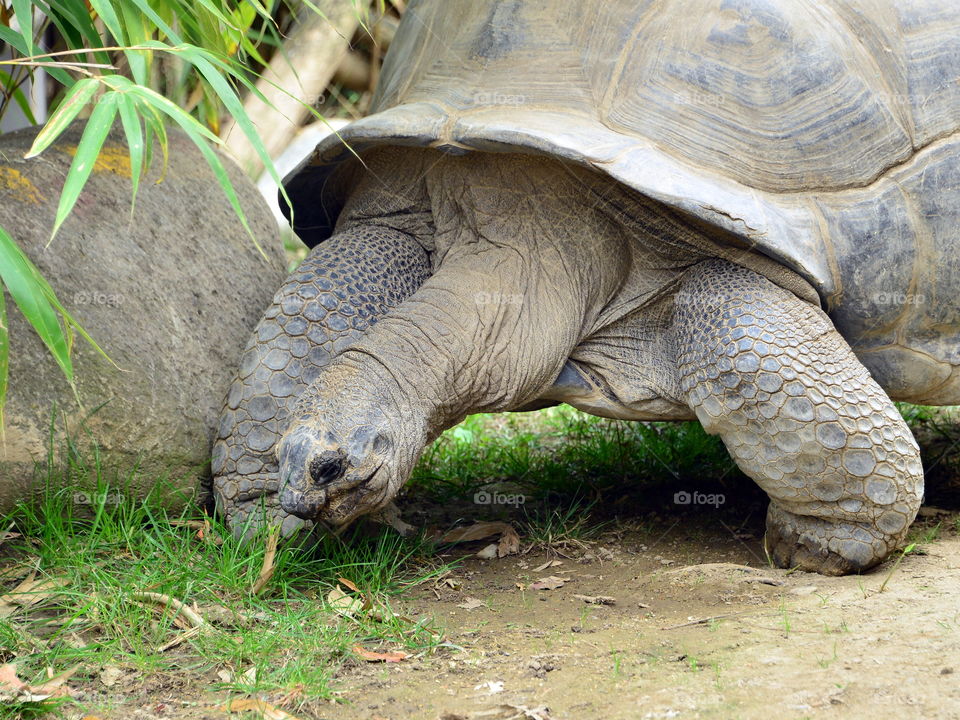 Giant tortoise