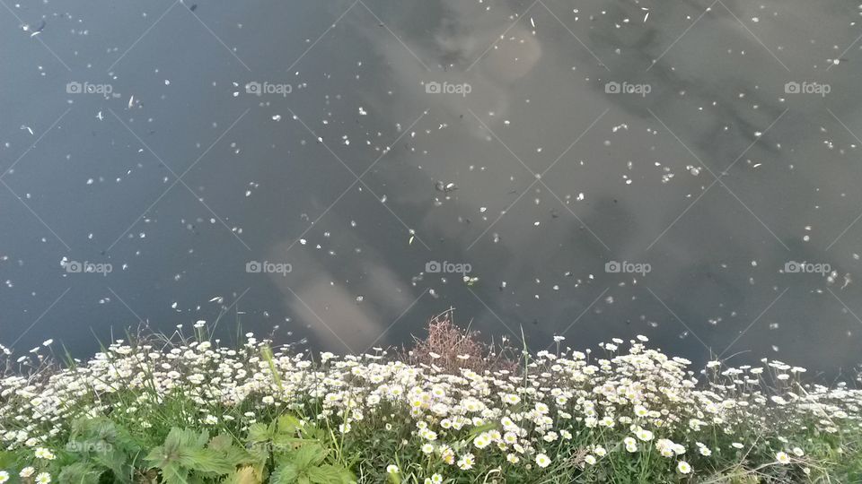 Flower lake