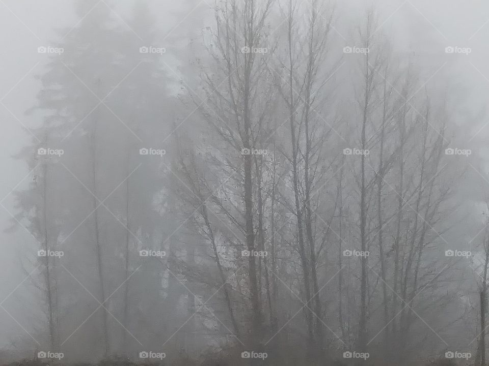 cluster of trees in fog