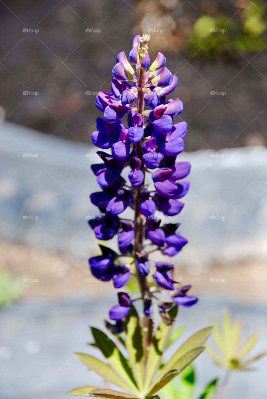 Lupine Spike of Purple