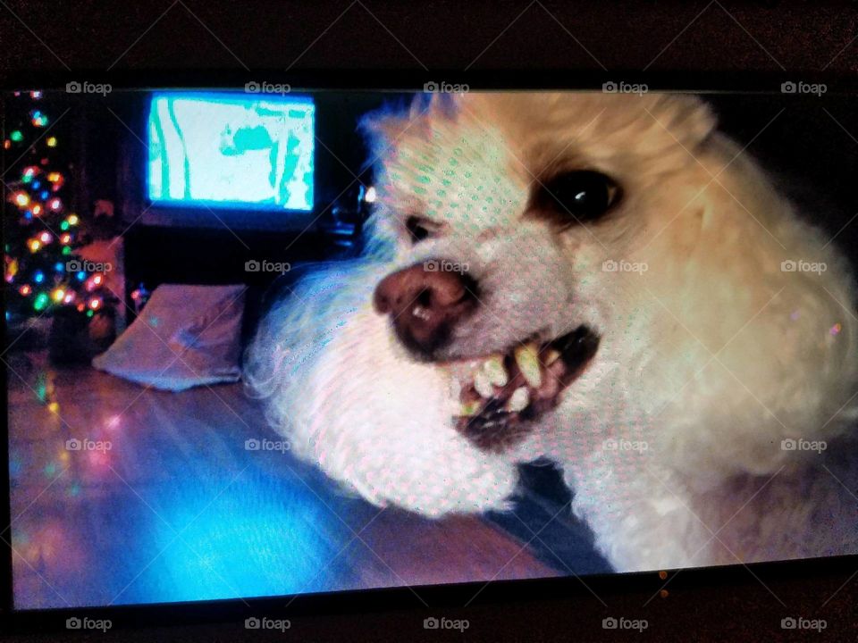 Dogs of the USA! Snarling poodle!