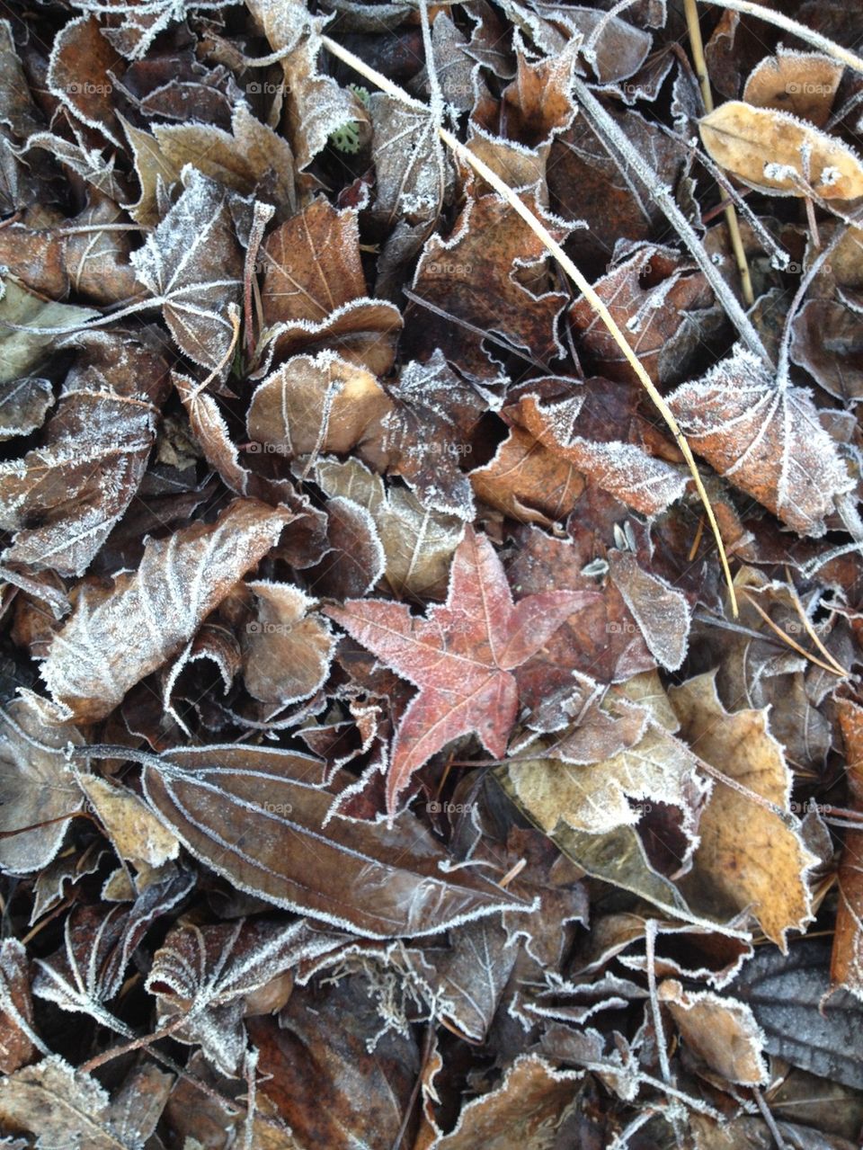 Frosty Fall Leaves