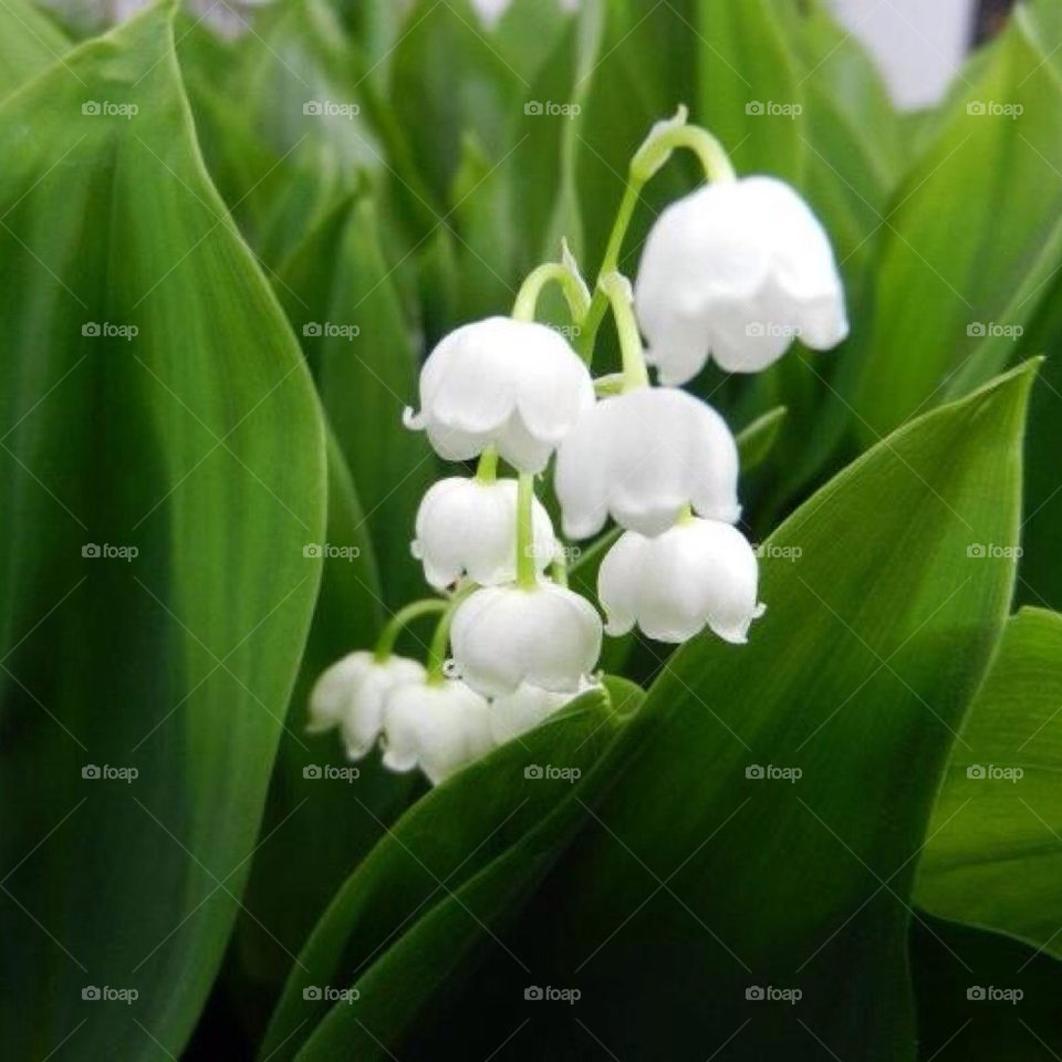 blommor skåne vellinge trädgård by nettan