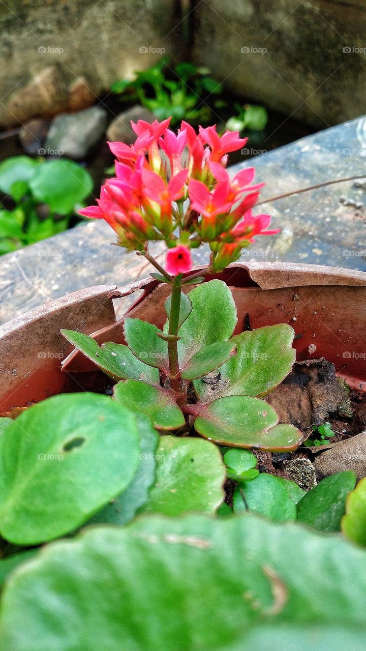 Beautiful Kalanchoe blossfeldiana flowers growing in the garden