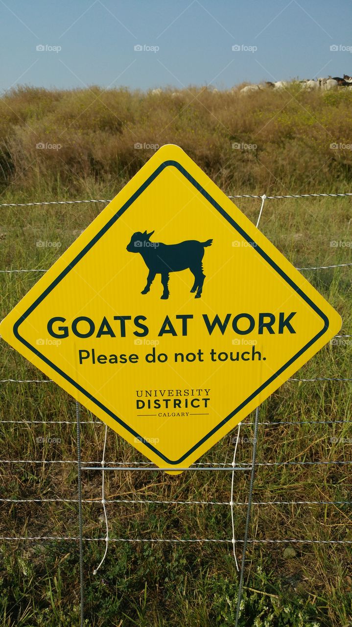 goats at work
