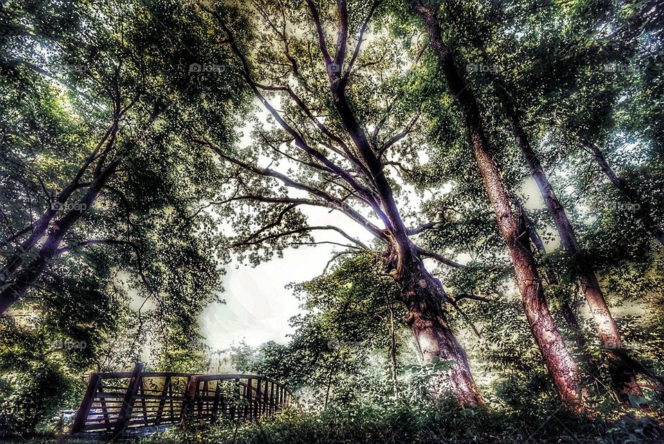 walking bridge in the woods with an amazing tree.