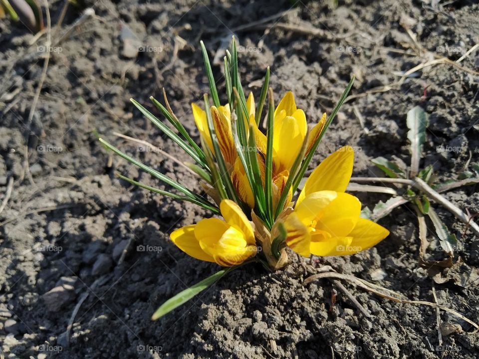 Crocuses