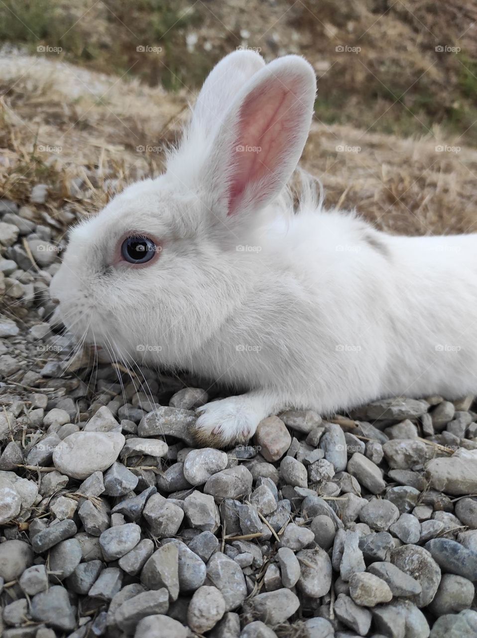 Little white rabbit with blue eyes