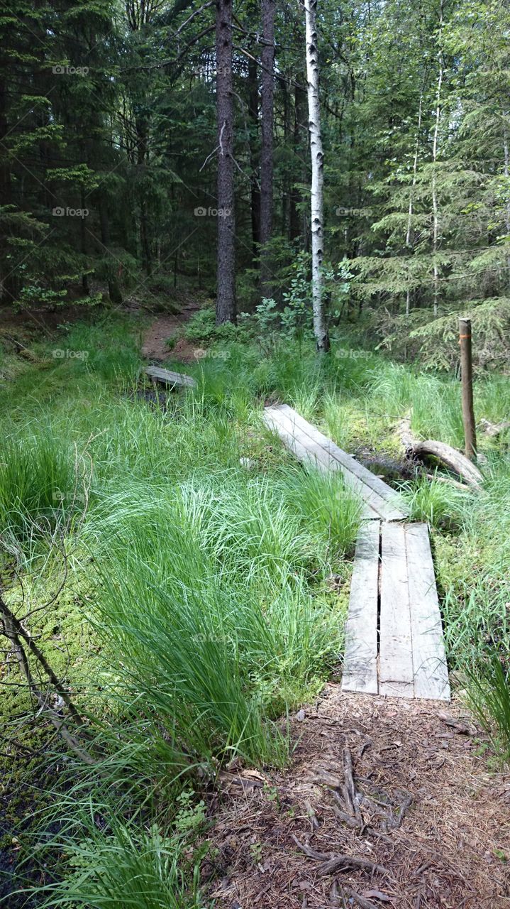 path in a forest